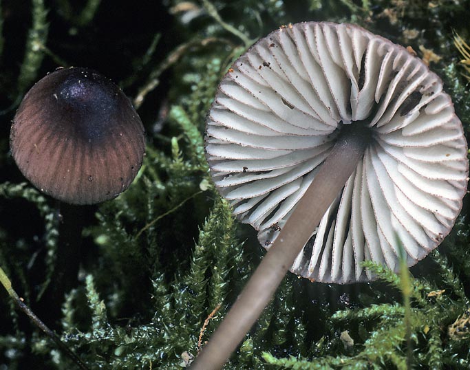 Mycena purpureofusca